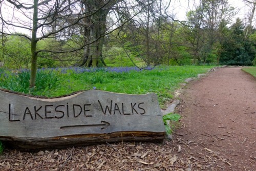 Bluebell spotting at Nostell Priory & Parkland