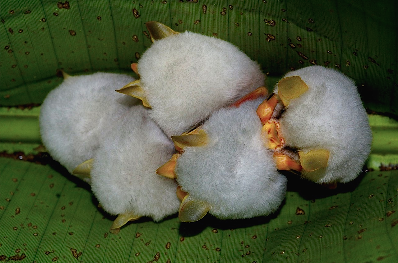 nubbsgalore:
“ honduran white tent bats roosting under a heliconia leaf, which they sever down the length of its midrib to create a ‘tent’ that provides a waterproof shelter and protection from potential predators.
”