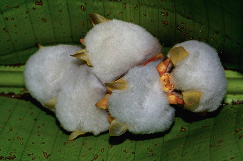 nubbsgalore: honduran white tent bats roosting under a heliconia leaf, which they sever down the len