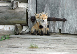 boredpanda:    Baby Foxes That Are Too Cute