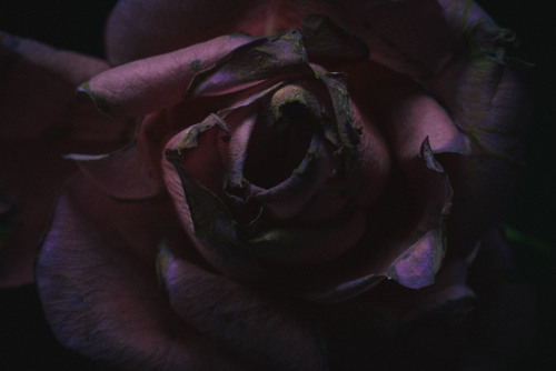 chrisstokesphotography:Dead Rose, 2015Work porn pictures