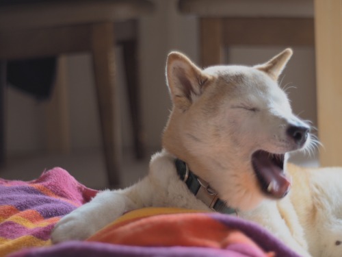 Cool Chibita this morning. But…. yawning, as always. Have a nice day!