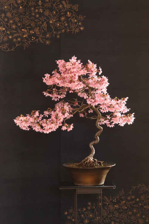 It is that time of the year again… Sakura! This stunning Cherry Bonsai is in full bloom at th