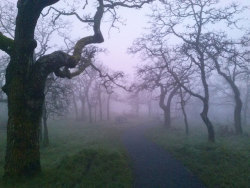 quiet-nymph:  Summer Hill Park, Victoria