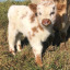 cinnamon0cow