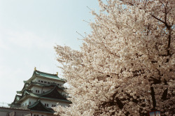 hisafoto:  名古屋の桜