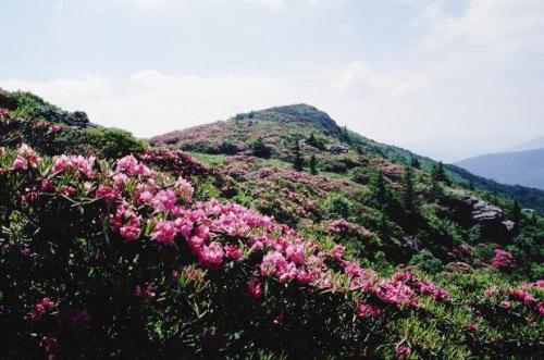 Flame Azaleas at Engine Gap, North CarolinaAmazing wild flowers are blooming whilst you go on about 