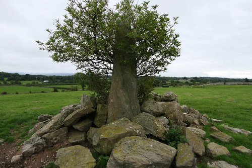 Tyddyn-Bach Standing Stone, nr Bryn Celli Ddu Burial Chamber, Anglesey, 14.8.18.Another new site for