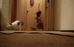 awwww-cute:  Kittens activate a vacuum….. (Source: http://ift.tt/1Tt11xE)