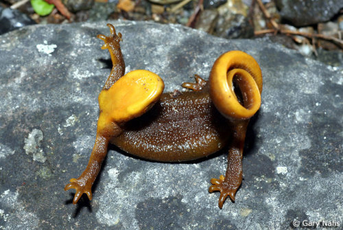 iguanamouth:rattbby:iheartgrass:sacred newts@iguanamouth have you seen theseoh my