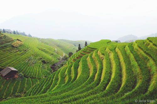 Rice FieldsYangshuo, Sep 2015c. ilaria filippi