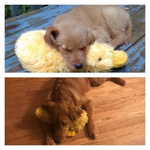 awwcutepets:Woofwoof and her duck taken 110 days apart.