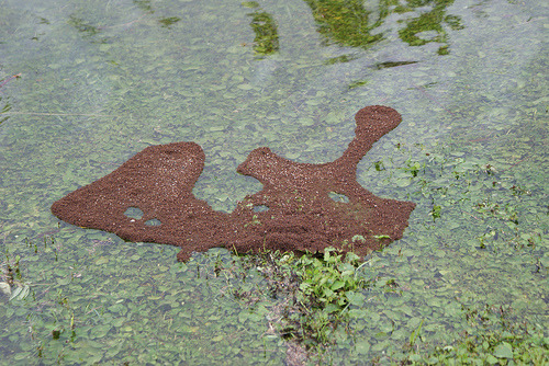bundyspooks: When they want to cross a body of water, Fire Ants will cluster together and make a&nbs