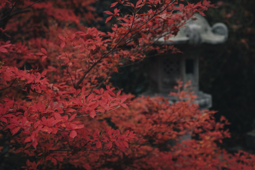 Autumn Starting from Kuwayama Jinja (in Kameoka) 亀岡でも早く色づく鍬山神社の紅葉。 数日前に撮影したのにもう随分前のような感覚が。 ちょいと一杯呑んだ