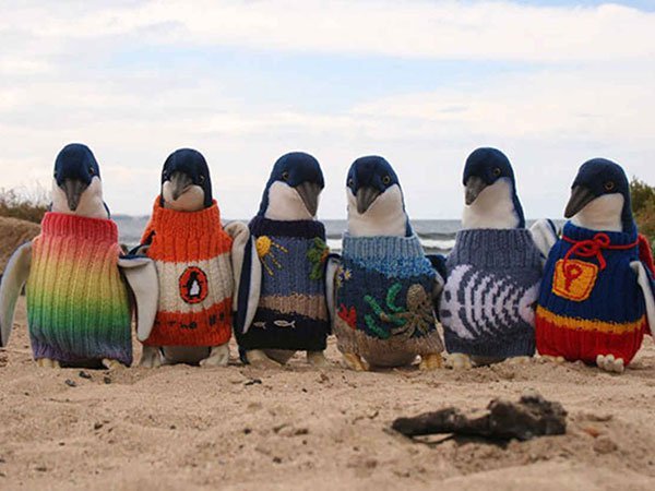 c-l-ford:
“ karlaakins:
“ Gotta run errands. :( I’m not into it.
In the meantime, here are some penguins in sweaters for you to enjoy. :-)
PENGUINS IN SWEATERS, PEOPLE!
This is why the Internet is awesome.
”
So I decided these penguins are a good...