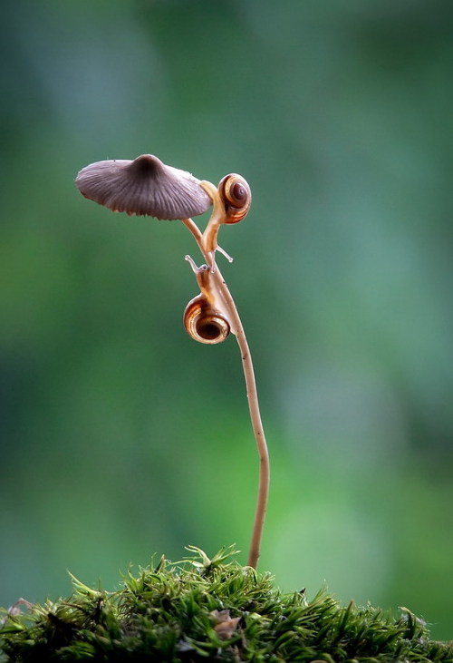 faerieforests: Встреча. by Vyacheslav Mishchenko