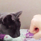 haeface:  Heebum knows who his master is. 
