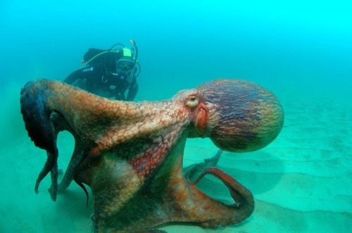 alwayssaltymiracle: The Giant Pacific Octopus are known to grow up to lengths of 16 feet and weigh a