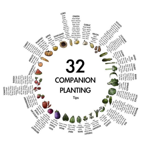 atworkinthegarden: Companion planting chart … in my experience it’s always very success