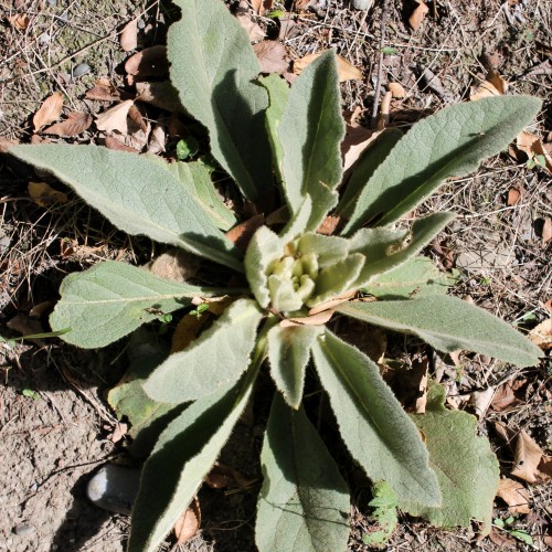 Today I Felt Moved By The Great Mullein, Or Common Mullein (lat. Verbscum Thpsus) It's All The Fault