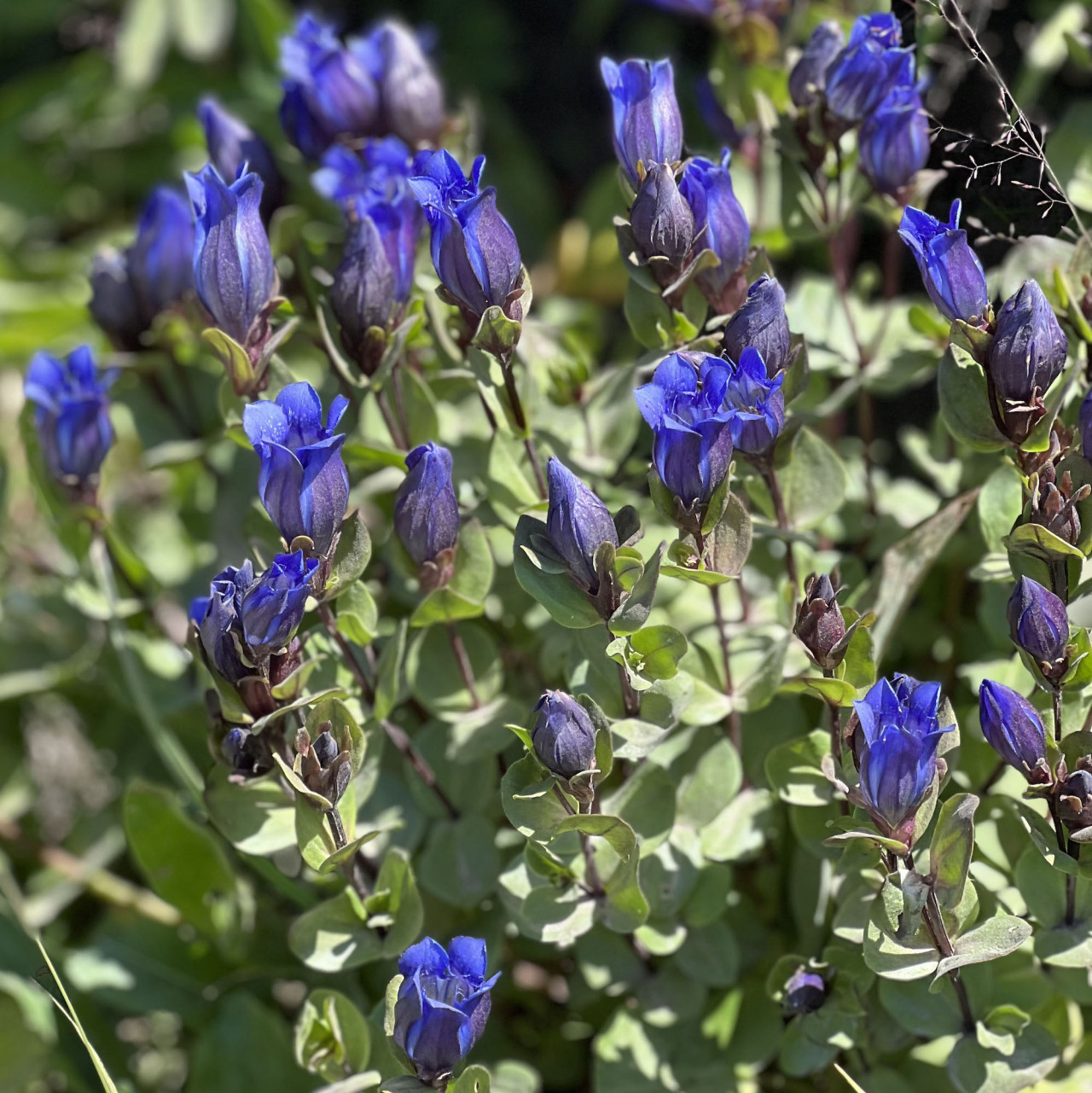 A patch of flowers with dark blue-purple blooms twisted in a tight coil with the tips flaring outwards.