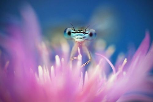 staceythinx:  Macro photography by Tiplea Remus 