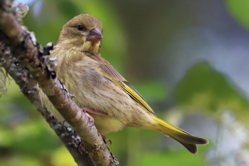 Greenfinch/grönfink.