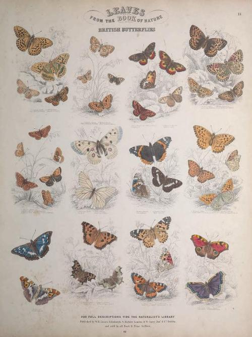 heaveninawildflower: Engravings of Lepidoptera taken from ‘Leaves from the Book of Nature&rsqu