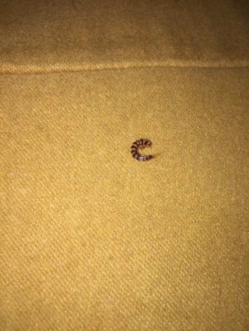 “Found this skin in my wardrobe, on top of a piece of clothing. There was a live bug too: it m