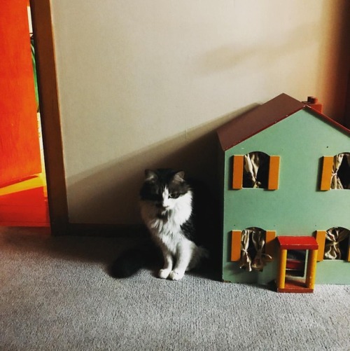 In the evening #evening #cat #dollhouse #photography #home #pet #냥이 #인형하우스 #돌하우스 #사진 #빈티지 #고양이