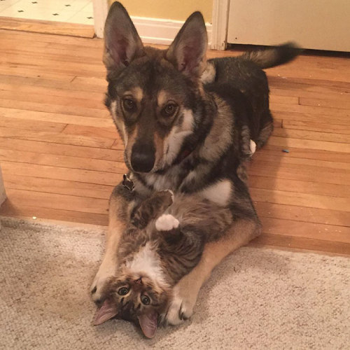 veneredistrutta:  kon-igi:  archiemcphee:  Because sometimes what you need most is to be reminded that dogs and cats can be best friends. Meet Raven the Tamaskan Dog and Woodhouse the cat, a pair of interspecies BFFs who first met when Raven was just