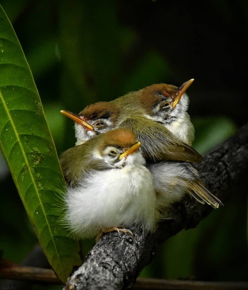 &ldquo;Common Tailorbird (juveniles) (Orthotomus sutorius)&rdquo;, Samish D