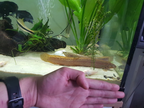 fishslave:this boi is loooong. he’s bigger than my hand now (I’m 6ft2 with huge hands) he’s going in