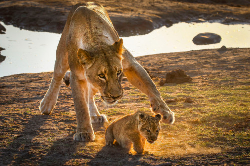 The Cutest Roar Ever! Three-month-old Lion Escapes From His Mother To Test Out His New Voice In South