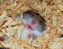awwww-cute:  I love playing hide and seek!