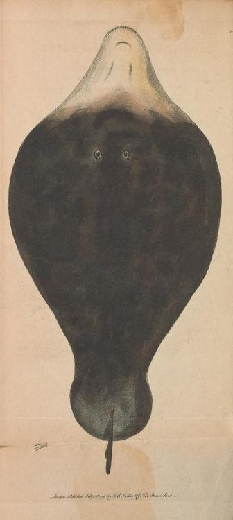 Shaw&rsquo;s Lophius monopterygius from The Naturalist&rsquo;s Miscellany. After initially c