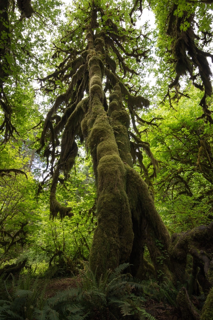 zeisenhauer:Hoh Rainforest, Olympic National Park, WA @zeisenhauer