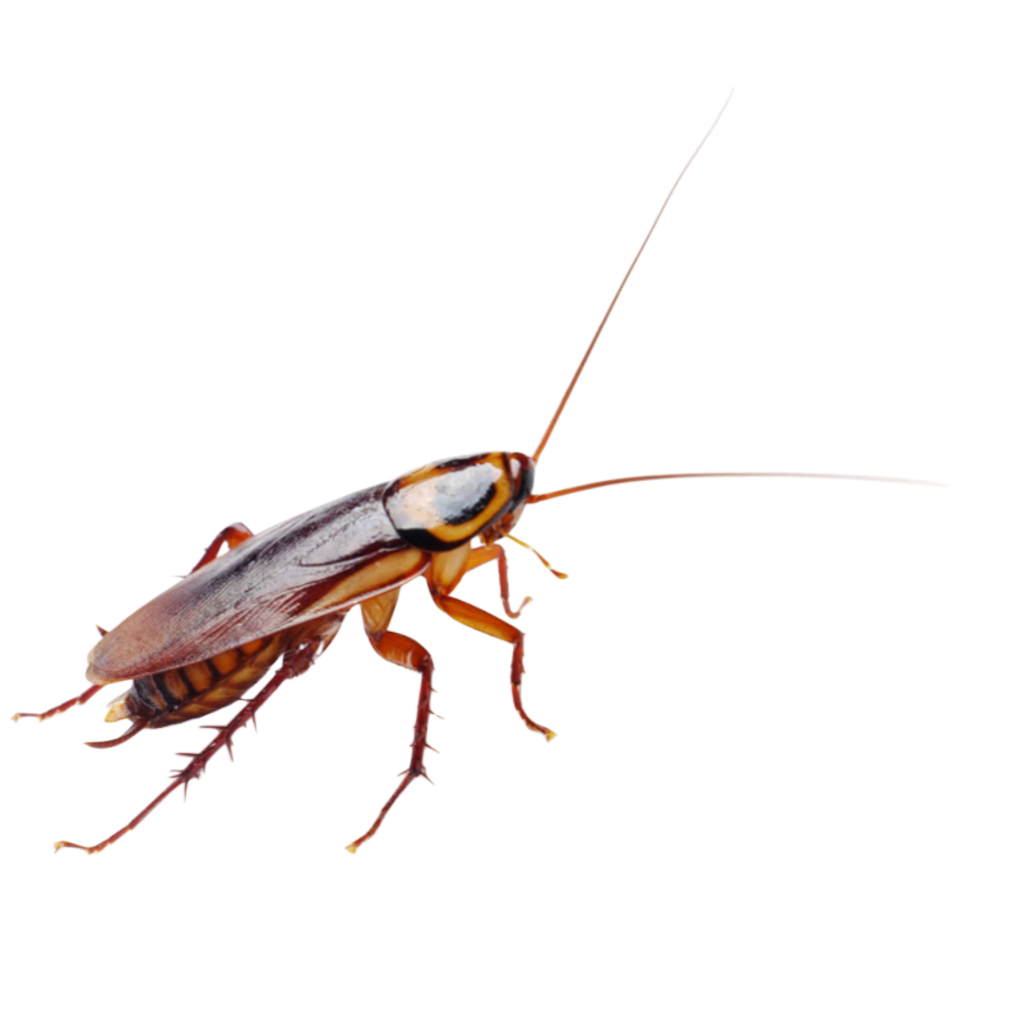brown critter
