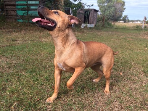 handsomedogs:  This is Katie, my APBT mix