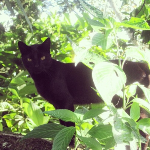 Al mejor estilo de #baguira, así estaba sombra… #cat #blackcat