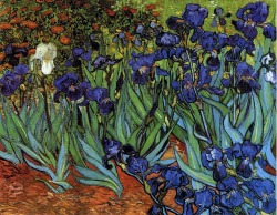 ageoftheart:  Irises Artist: Vincent van