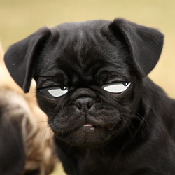 kathesaur:  part 2 of my unfortunately ongoing series, “levi’s face on pugs”         