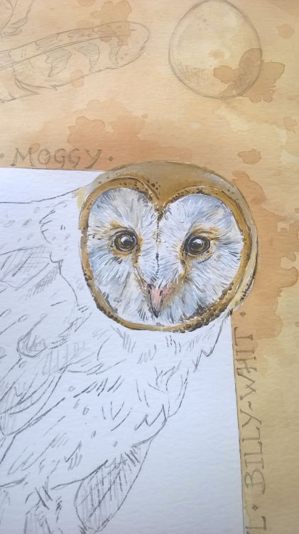 Another week, another painting! Now its the turn of the Barn Owl. 