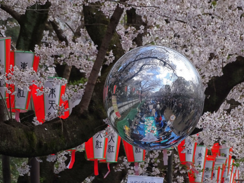 Hanami at Ueno Park