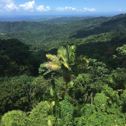 fuckinmoolie: Views from the 787 (at El Yunque)
