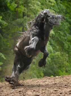 llbwwb:  For the Horse Lovers:) Friesian Stallion by Cowboy. 