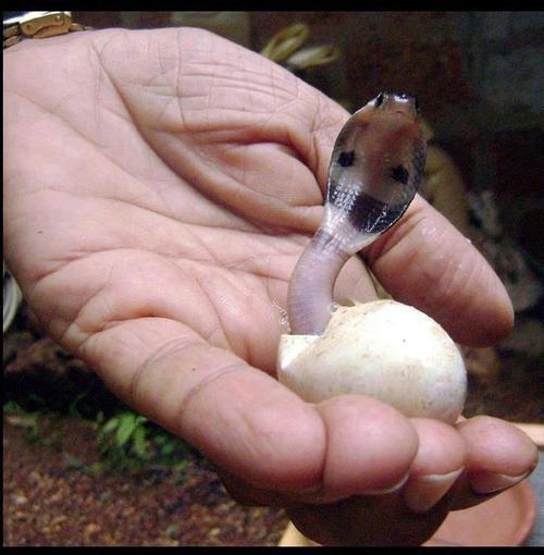 roughrimjob:  Baby snakes appreciation post        