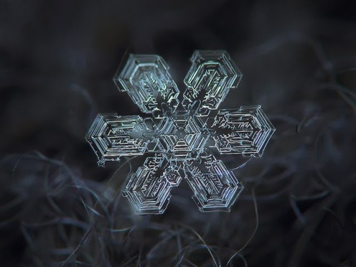 Porn photo  Micro-photography of individual snowflakes