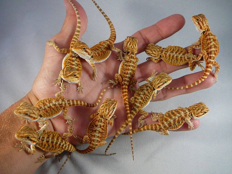 awwww-cute:  A handful of baby bearded dragons! 