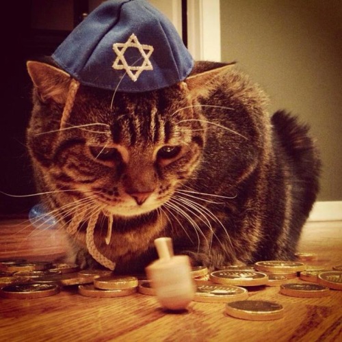 ntafraidofruins:vladislava:fuckyeahfelines:I know I’m a day late, but Happy Hanukkah!#hanukkah lasts